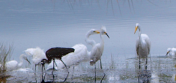 black ibis reflection IV