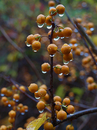 bittersweet rain