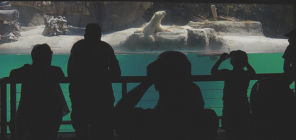 a day at the zoo