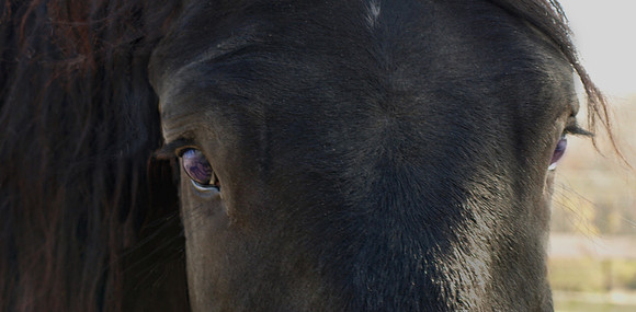moose up close