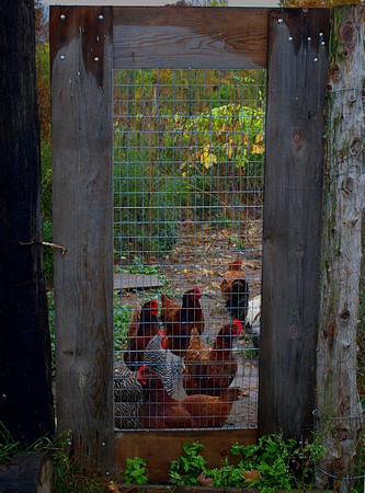 betinas chickens