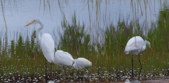 birds on winnapaug pond