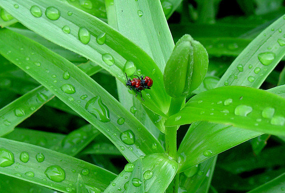 mating season