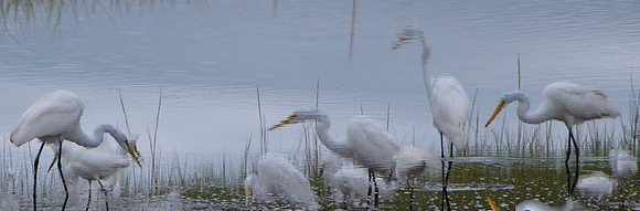 cropped birds