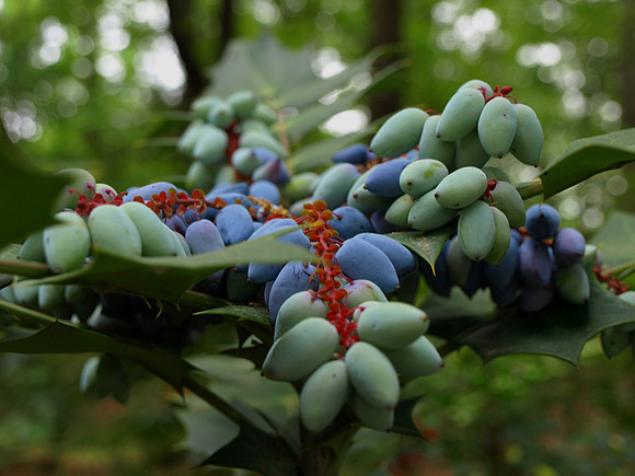 wild berries callifornia