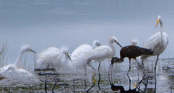 black ibis reflection III