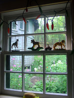 windows