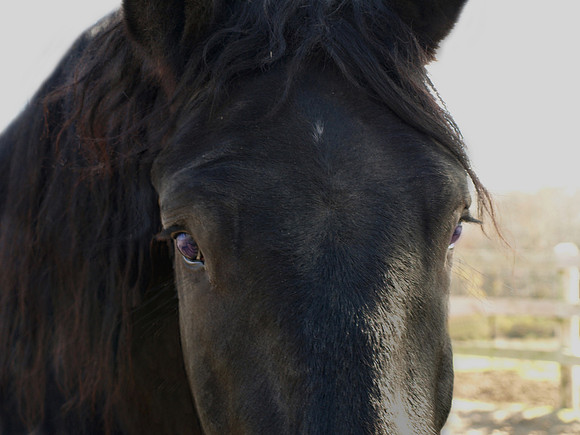moose