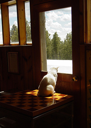 crazy horse cat