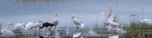cropped ibis