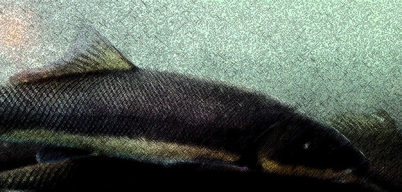 fish ladder