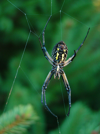 misquamicut spider